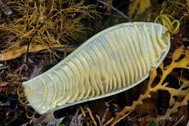 Image result for Cephaloscyllium laticeps