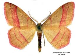 Attēlu rezultāti vaicājumam “Rhodostrophia vibicaria”