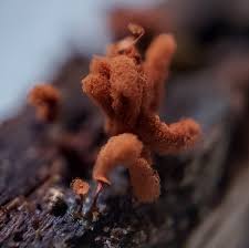 Attēlu rezultāti vaicājumam “Lycogala irregulare macro”