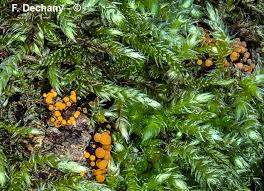 Attēlu rezultāti vaicājumam “Bactridium flavum”