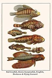 Image result for Dactylopterus volitans