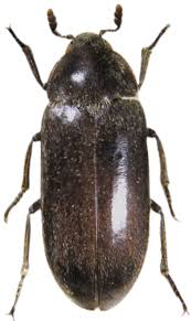 Attēlu rezultāti vaicājumam “Dermestidae”