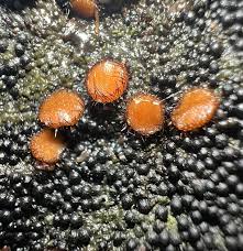 Attēlu rezultāti vaicājumam “Scutellinia scutellata”