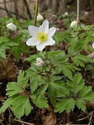 Attēlu rezultāti vaicājumam “Anemone nemorosa”