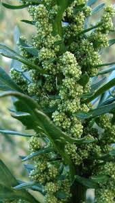 Attēlu rezultāti vaicājumam “Chenopodium rubrum leaf”