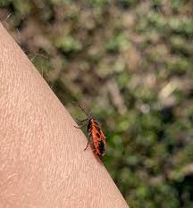 Attēlu rezultāti vaicājumam “Pyrrhocoris apterus imago”