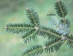 Attēlu rezultāti vaicājumam “Abies balsamea”