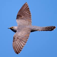 Attēlu rezultāti vaicājumam “Cuculus canorus”