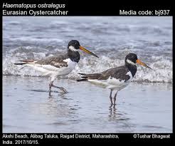 Attēlu rezultāti vaicājumam “Haematopus ostralegus adult”