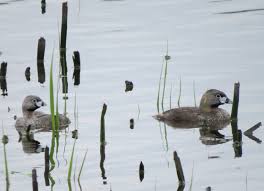 Image result for Podilymbus podiceps