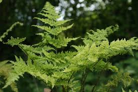 Attēlu rezultāti vaicājumam “Dryopteris dilatata”