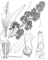 Attēlu rezultāti vaicājumam “Cladium mariscus”