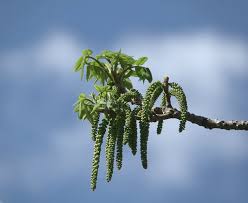 Attēlu rezultāti vaicājumam “Juglans mandshurica male flower”
