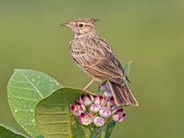 Attēlu rezultāti vaicājumam “Galerida cristata”