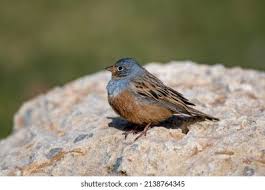 Image result for Emberiza caesia