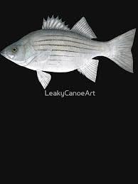 Image result for Morone chrysops