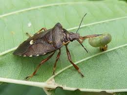 Attēlu rezultāti vaicājumam “Pinthaeus sanguinipes imago”