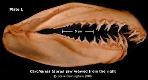 Image result for Carcharias taurus