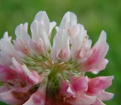 Attēlu rezultāti vaicājumam “Trifolium hybridum flower”