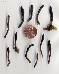 Attēlu rezultāti vaicājumam “Geoglossum sp.”