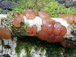 Attēlu rezultāti vaicājumam “Exidia cartilaginea”