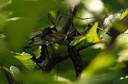 Attēlu rezultāti vaicājumam “Dictenidia bimaculata male”