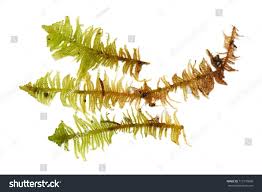 Attēlu rezultāti vaicājumam “Ptilium crista-castrensis”