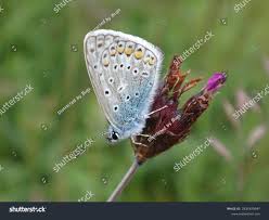 Attēlu rezultāti vaicājumam “Polyommatus icarus male”