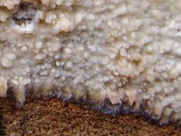 Attēlu rezultāti vaicājumam “Radulomyces confluens”