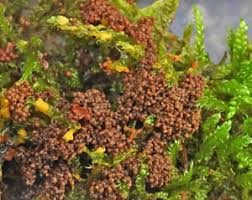 Attēlu rezultāti vaicājumam “Physarum obscurum”