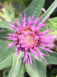 Attēlu rezultāti vaicājumam “Cirsium heterophyllum leaf”