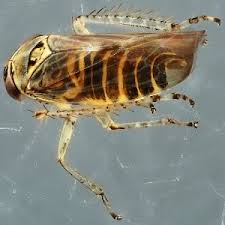 Attēlu rezultāti vaicājumam “Macrosteles sp.”