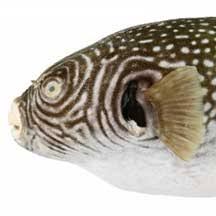 Attēlu rezultāti vaicājumam “Reticularia sp.”