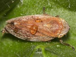 Attēlu rezultāti vaicājumam “Philaenus spumarius nymph”