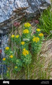Attēlu rezultāti vaicājumam “Rhodiola rosea flower”