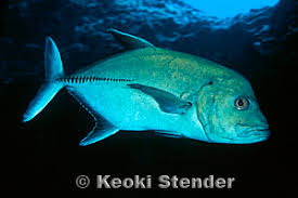 Image result for Caranx lugubris