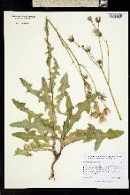 Attēlu rezultāti vaicājumam “Sonchus arvensis subsp. uliginosus”