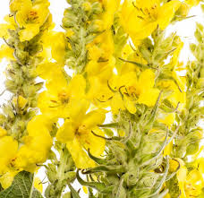 Attēlu rezultāti vaicājumam “Verbascum densiflorum flower”