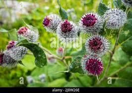 Attēlu rezultāti vaicājumam “Arctium tomentosum flower”