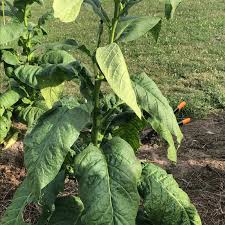Attēlu rezultāti vaicājumam “Nicotiana tabacum leaf”