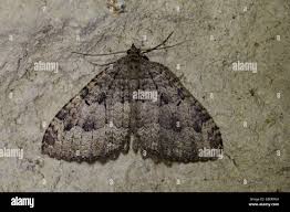 Attēlu rezultāti vaicājumam “Triphosa dubitata”