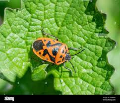 Attēlu rezultāti vaicājumam “Eurydema dominulus imago”