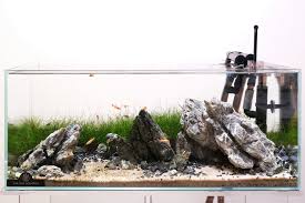 Attēlu rezultāti vaicājumam “Eleocharis acicularis”