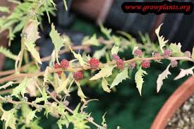 Attēlu rezultāti vaicājumam “Chenopodium foliosum fruit”