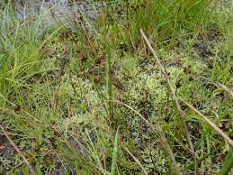 Attēlu rezultāti vaicājumam “Pohlia wahlenbergii var. calcarea”