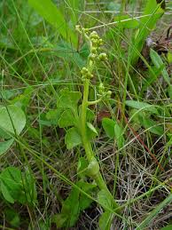 Attēlu rezultāti vaicājumam “Botrychium lunaria”