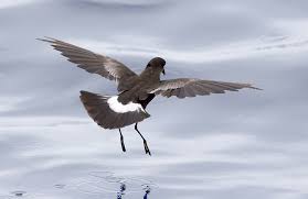 Image result for Oceanites oceanicus