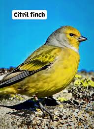 Image result for Carduelis citrinella