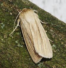 Attēlu rezultāti vaicājumam “Mythimna impura”