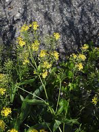 Attēlu rezultāti vaicājumam “Rorippa amphibia fruit”